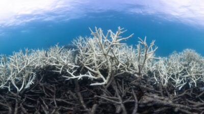 Easterly trade winds cause mass coral bleaching in the Great Barrier Reef, Monash University discovers